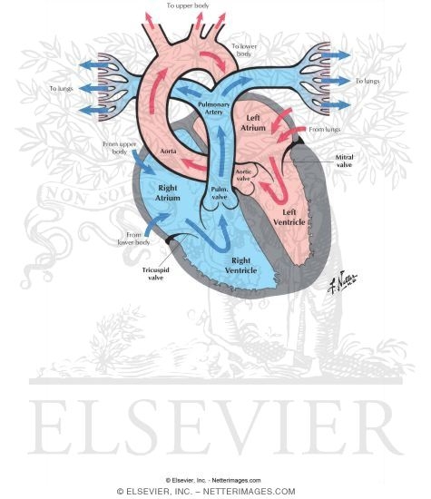 Cardiovascular Function: Anatomy