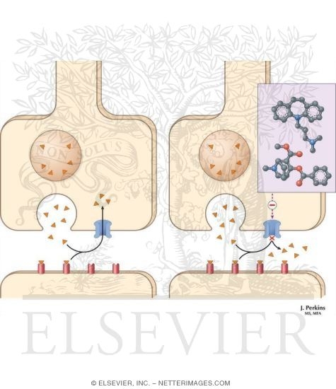 Watermarked preview of unlabeled image: Inactivation of Norepinephrine