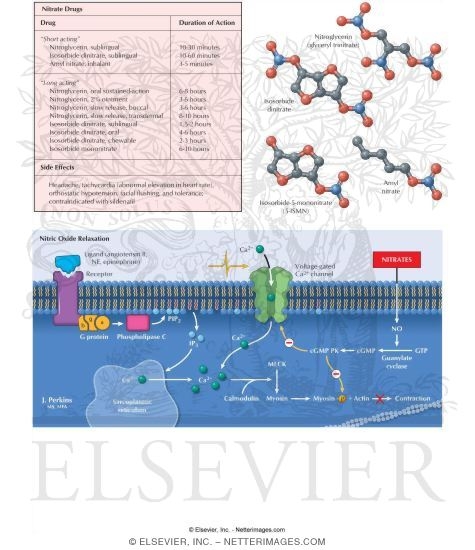 Nitrates for Angina Treatment: Classes, Administration Routes, Pharmacology, and Adverse Effects