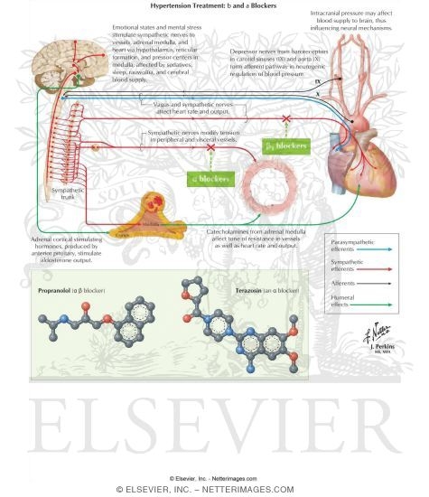 Watermarked preview of labeled image: Hypertension Treatment: &beta; and &alpha; Blockers