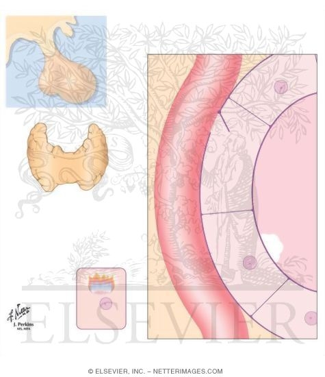 Watermarked preview of unlabeled image: Thyroid Hormones: Synthesis, Release and Regulation
