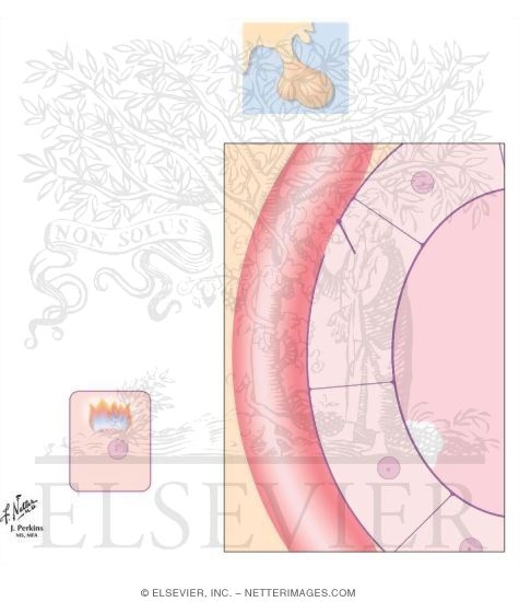 Watermarked preview of unlabeled image: Liothyronine and T<sub>4</sub>-T<sub>3</sub> Combinations