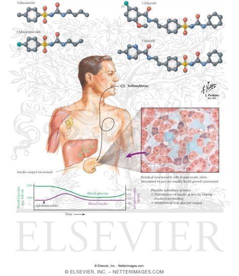 Watermarked preview of labeled image: Sulfonylureas