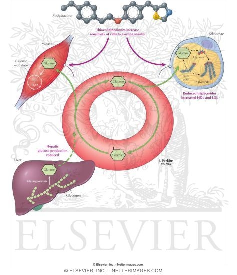 Thiazolidinediones: Clinical Rationale and Adverse Effects