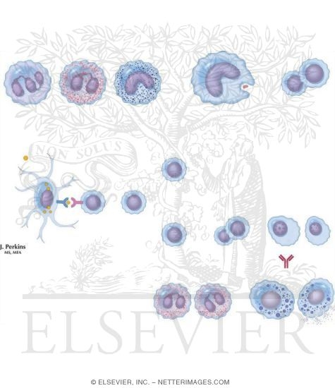 Leukocyte Function