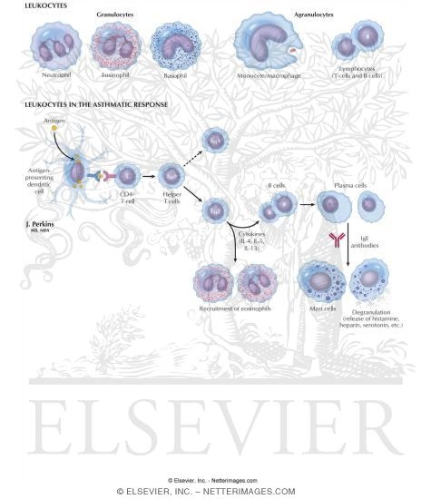 Watermarked preview of labeled image: Leukocyte Function