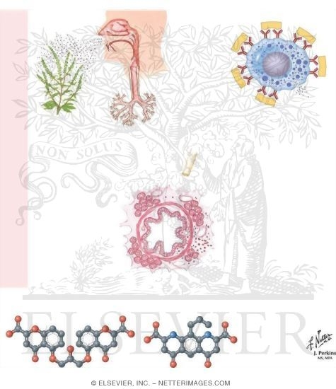 mast cell degranulation blockers mast cell degranulation
