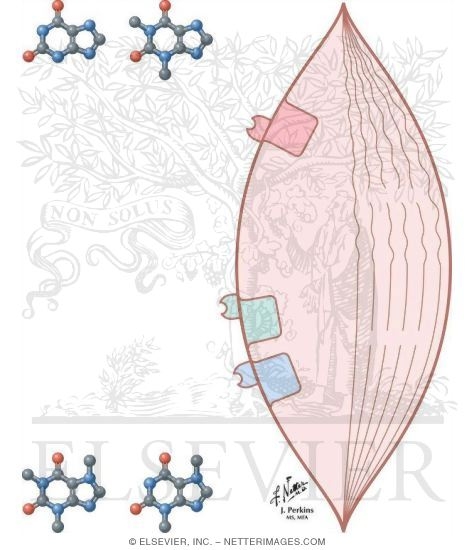 Methylxanthines