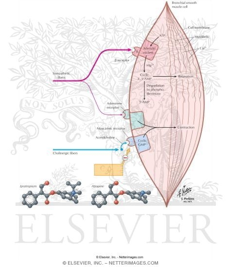Watermarked preview of labeled image: Antimuscarinic Antagonists