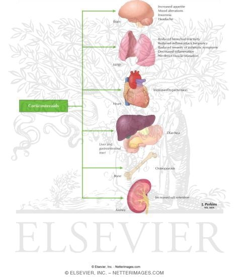Watermarked preview of labeled image: Corticosteriods: Adverse Effects