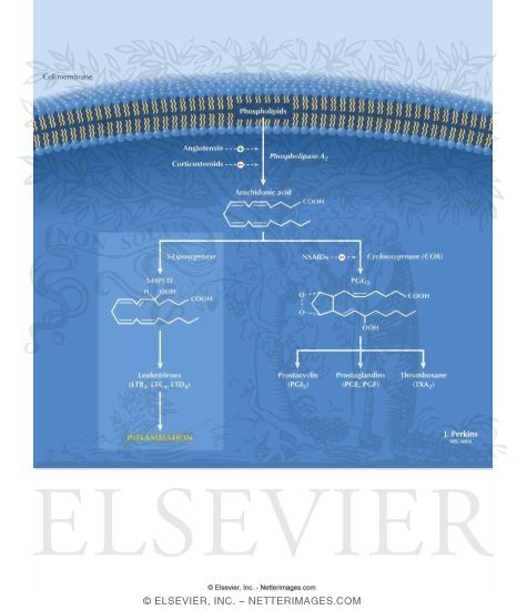 Watermarked preview of labeled image: Leukotrienes