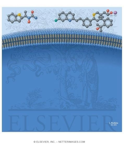 Watermarked preview of unlabeled image: Leukotriene Antagonists