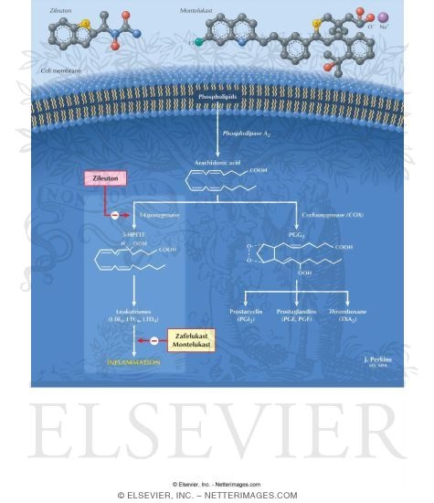 Watermarked preview of labeled image: Leukotriene Antagonists