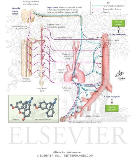 Cough Suppressants (Antitussive Agents)