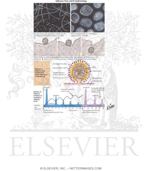 Watermarked preview of labeled image: Influenza Virus and Its Epidemiology