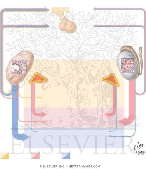 Watermarked preview of unlabeled image: Regulation of Estrogen and Testosterone