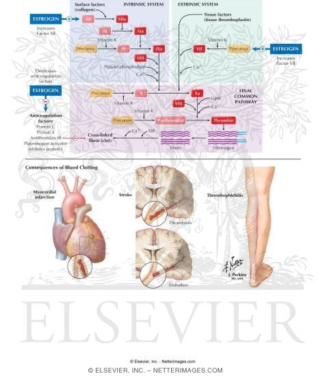 Estrogen and Coagulation