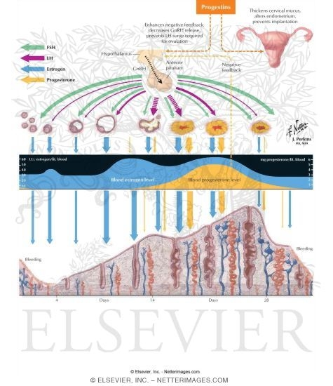 Watermarked preview of labeled image: Progestin-Only Contraceptives
