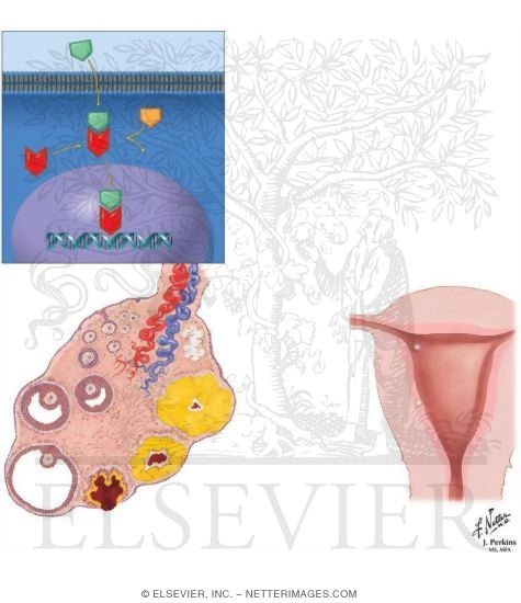 Watermarked preview of unlabeled image: The Abortion Pill