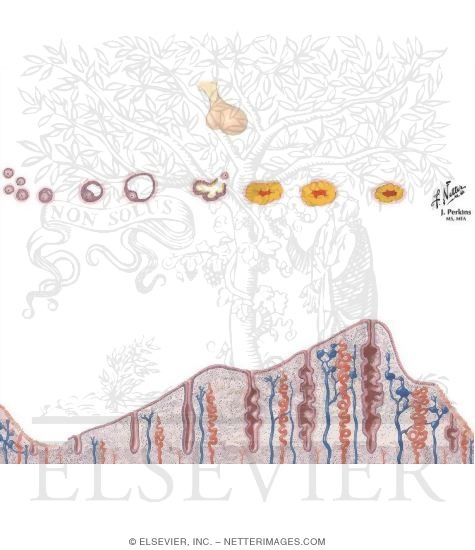 Watermarked preview of unlabeled image: Gonadotropin-Releasing Hormone Agonists, Combination Oral Contraceptives, and Progestin