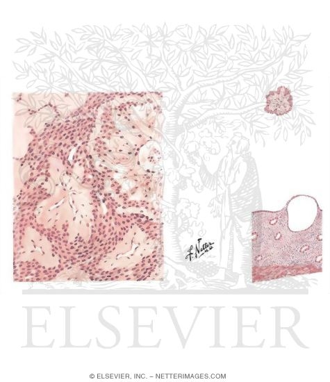 Watermarked preview of unlabeled image: Genitourinary Atrophy