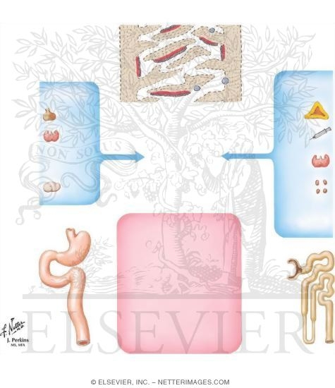 Watermarked preview of unlabeled image: Osteoporosis and Estrogen