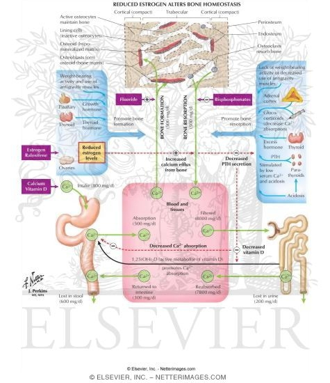 Watermarked preview of labeled image: Osteoporosis and Estrogen