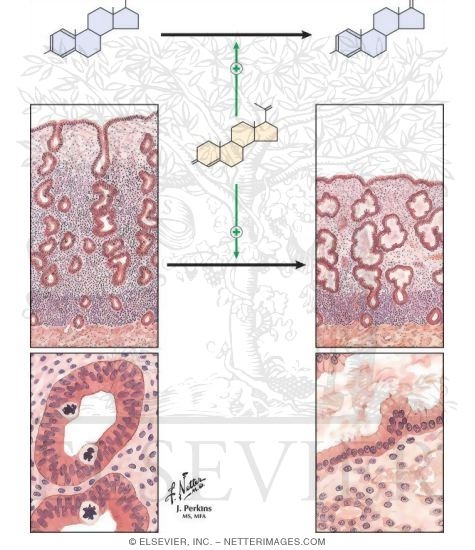 Watermarked preview of unlabeled image: Role of Progestins In Hormone Replacement Therapy
