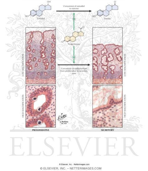 Watermarked preview of labeled image: Role of Progestins In Hormone Replacement Therapy