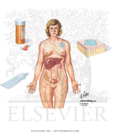 Watermarked preview of unlabeled image: Route of Hormone Administration