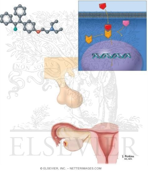 Watermarked preview of unlabeled image: Antiestrogens