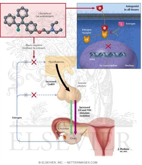 Watermarked preview of labeled image: Antiestrogens