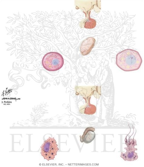 Watermarked preview of unlabeled image: Hypogonadism Treatment and Adverse Effects