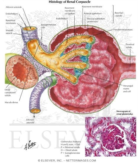 Histology of Renal Corpuscle