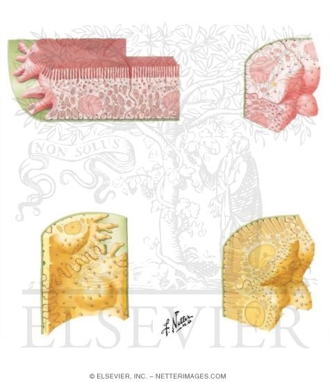 Watermarked preview of unlabeled image: Tubular Segments