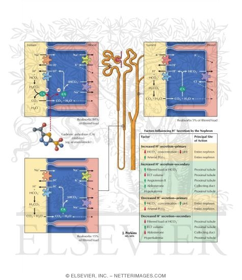 Watermarked preview of labeled image: Bicarbonate Reabsorption