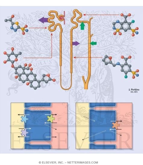 Watermarked preview of unlabeled image: Potassium Excretion