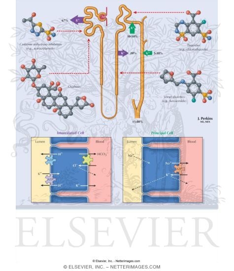 Watermarked preview of labeled image: Potassium Excretion