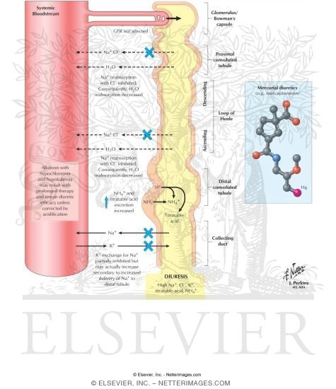 Watermarked preview of labeled image: Mercurial Diuretics
