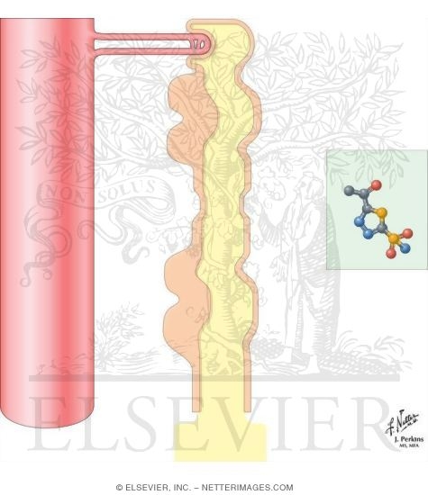 Watermarked preview of unlabeled image: Carbonic Anhydrase Inhibitors