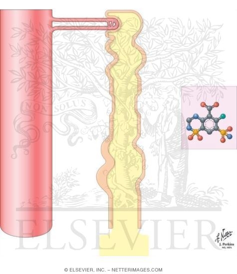 Thiazide Diuretics