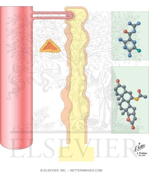 Watermarked preview of unlabeled image: Potassium-Sparing Agents