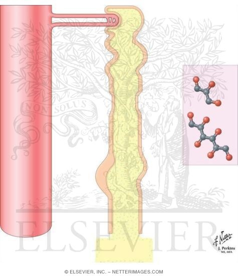 Osmotic Agents
