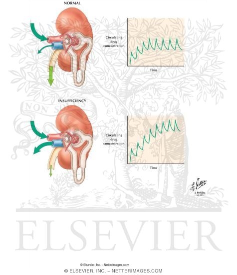 Watermarked preview of labeled image: Effect of Renal Insufficiency On Drug Action