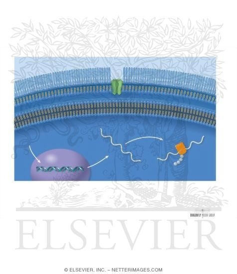 Watermarked preview of unlabeled image: Classification of Antibiotics