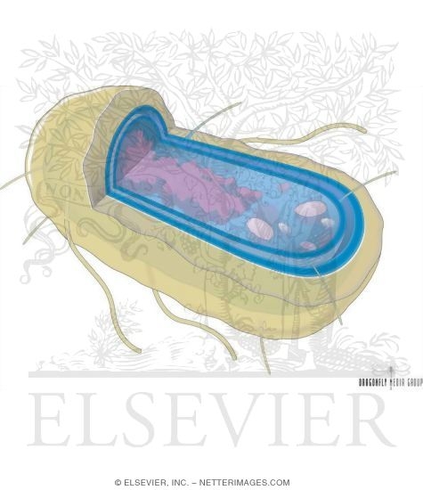 Watermarked preview of unlabeled image: Mechanisms of Resistance