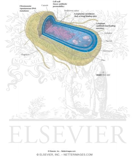 Watermarked preview of labeled image: Mechanisms of Resistance