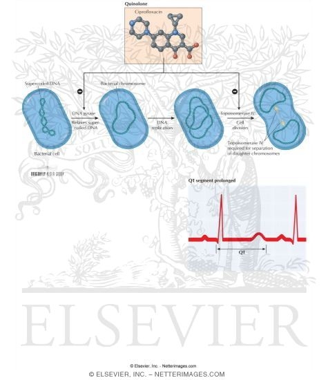 Watermarked preview of labeled image: Quinolones