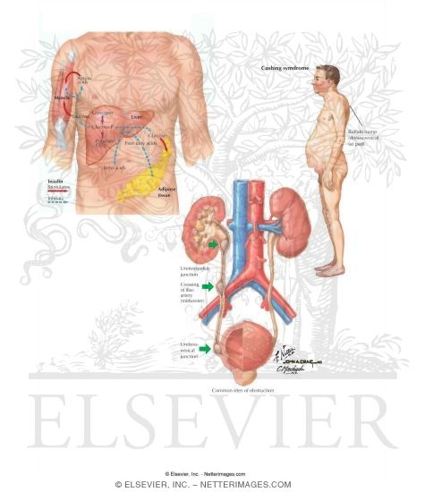 Watermarked preview of labeled image: Protease Inhibitors