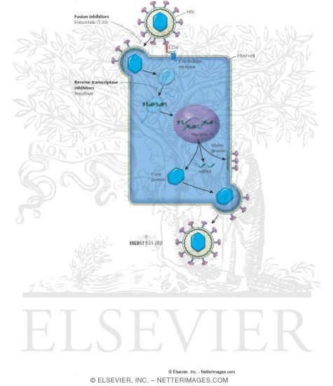 Watermarked preview of labeled image: Other Antiretrovial Agents for AIDS: Tenofovir and Enfuvirtide